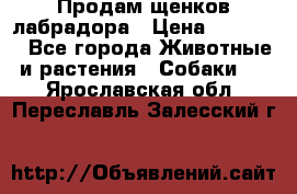 Продам щенков лабрадора › Цена ­ 20 000 - Все города Животные и растения » Собаки   . Ярославская обл.,Переславль-Залесский г.